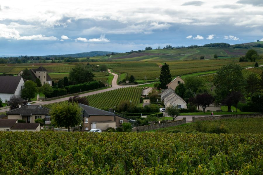Wine tasting in Franschhoek vineyards with cultural and historical backdrop